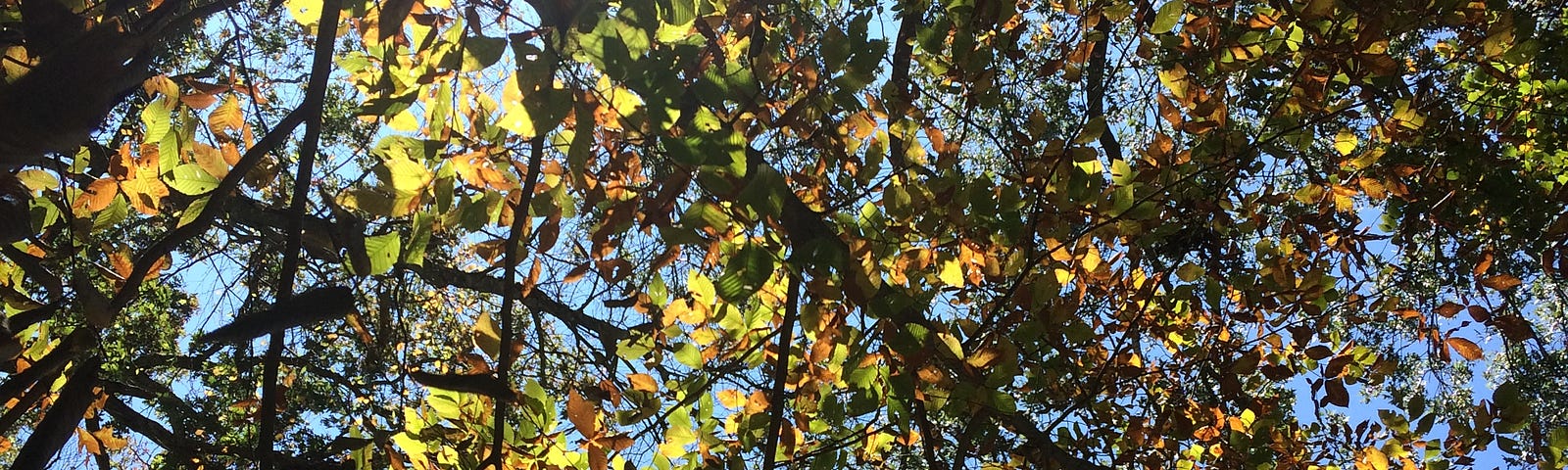 Photo over an overhead view of yellow leafed beech trees in October, the sun shining brightly through the leaves.