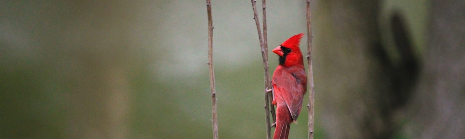 A red cardinal stands vertical on a reed, it is a misty field, with the vibrant red contrasting with the rest of the photograph’s muted colours.