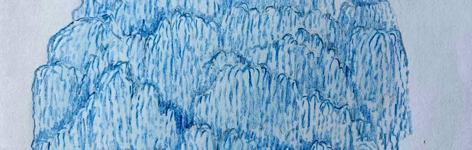 A pencil illustration of a blue willow tree.