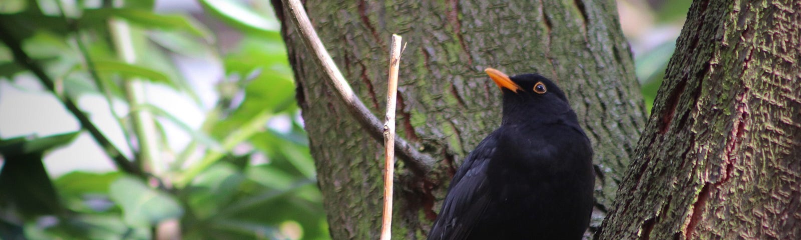 Black bird on a tree