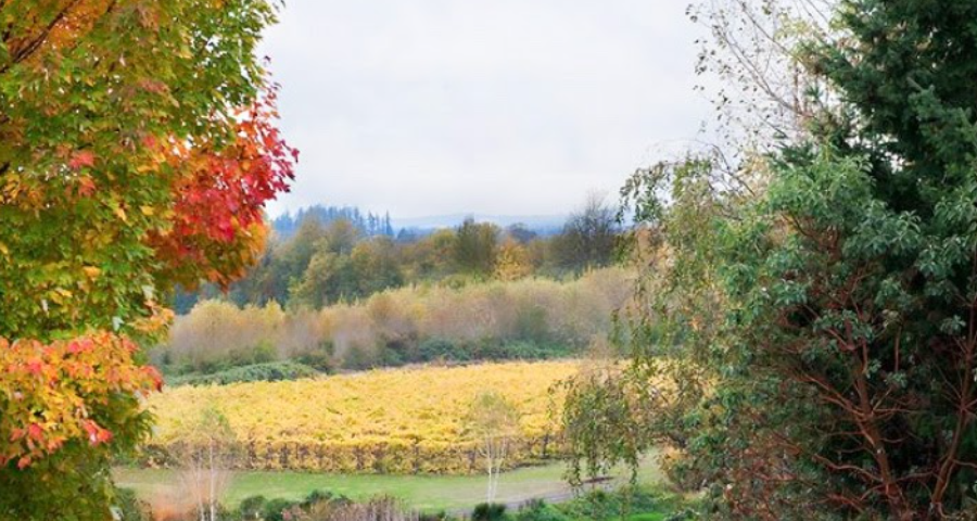 View of vineyard and field with fall colors