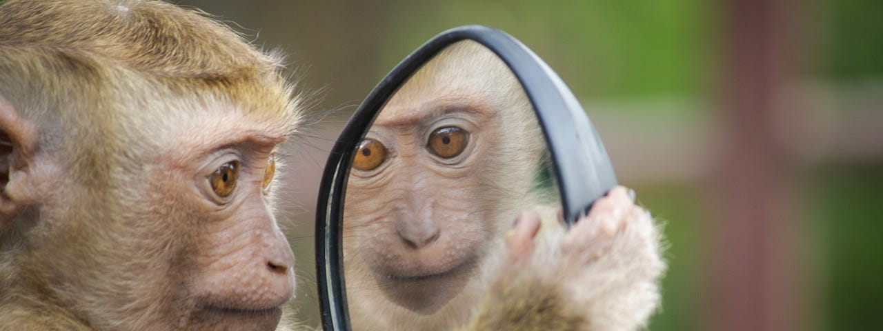 a cute little monkey looks at himself in a round hand mirror. The monkey stands near a window that overlooks a landscape of green nature.
