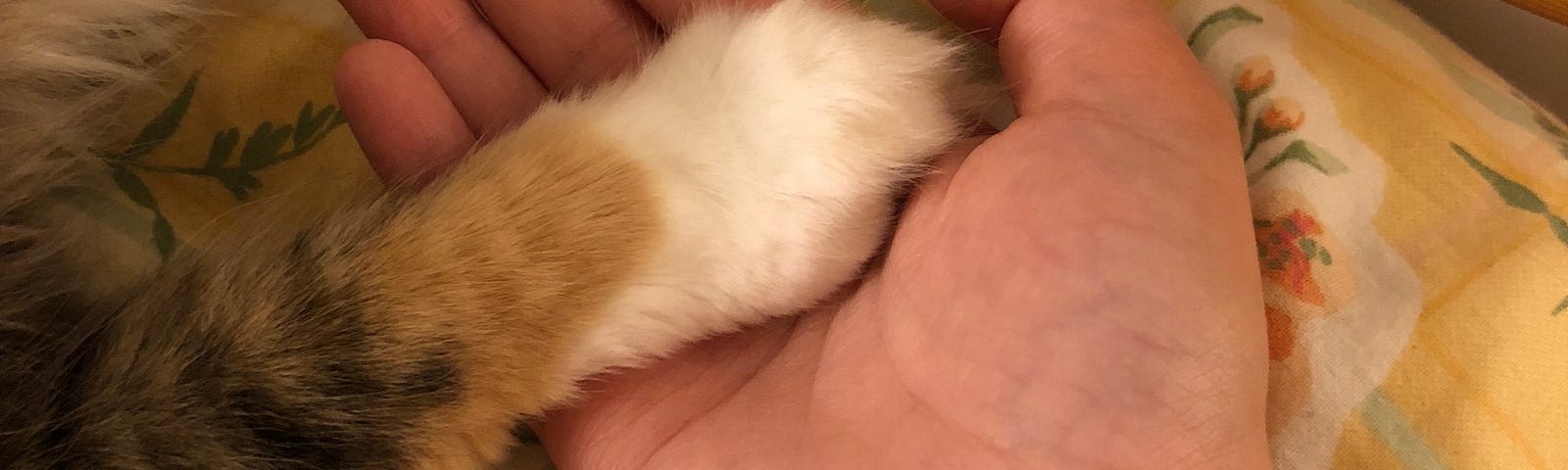 cat holding hand
