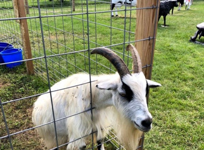 Goat with head in fence