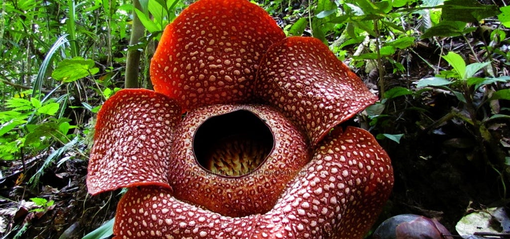 picture of a large reddish brown flower called Rafflesia