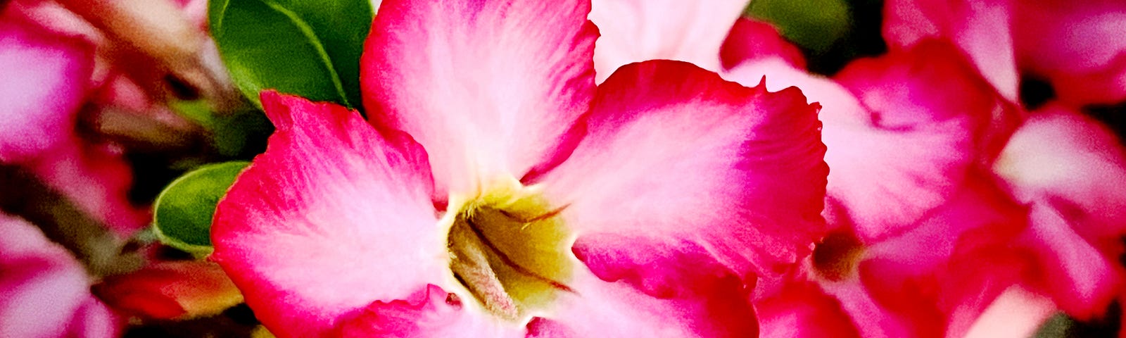 A beautiful blossoming pink flower with white streaks and a yellow center