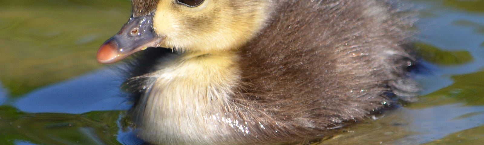 baby wood duck in water