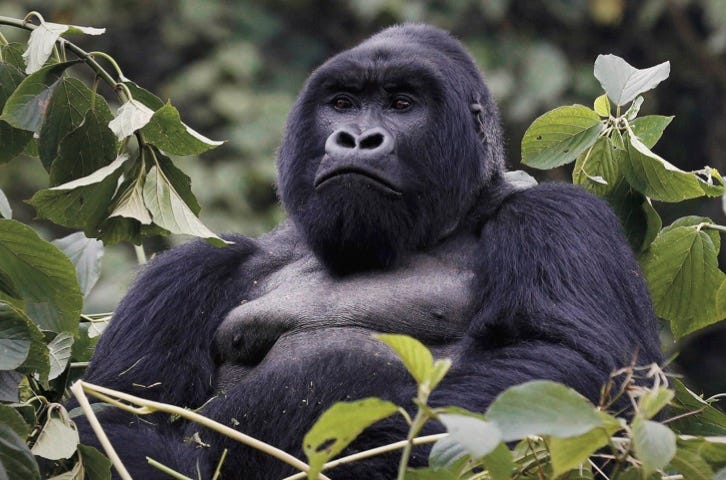 Photo of Silverback Gorilla