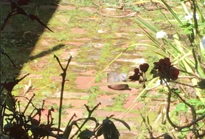 A pigeon sits in the middle of the garden.