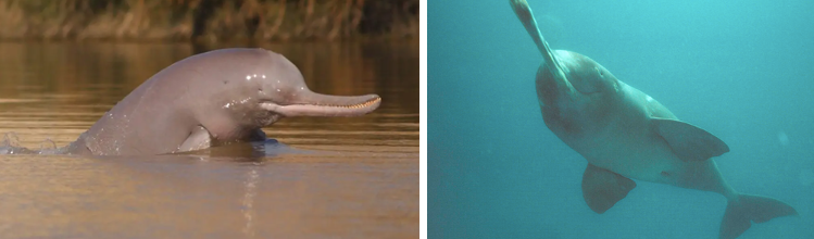 south asian river dolphin