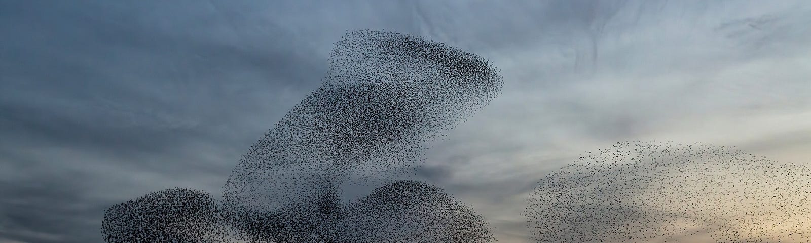 A large flock of starlings fly at sunset in the Netherlands. Hundreds of thousands of starlings come together making big clouds to protect against birds of prey.