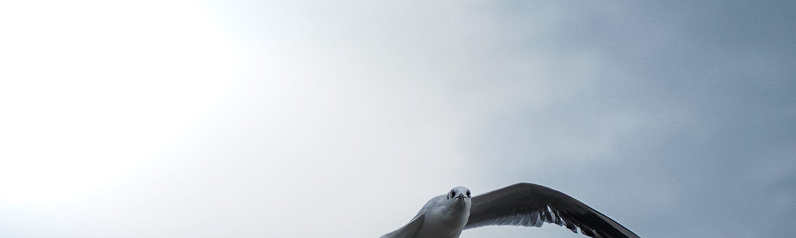 white bird flying in cloud-filled sky