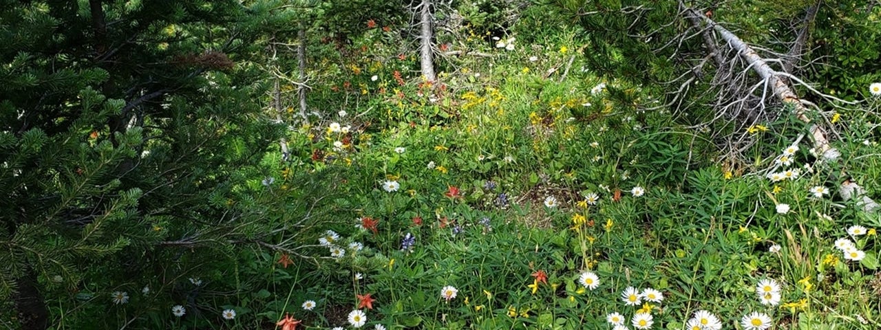 A small meadow of wildflowers