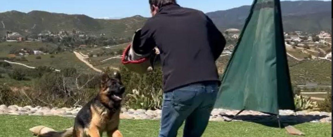 German Shepherd in training to attack