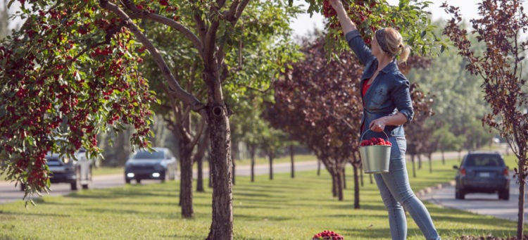 A woman picking fruit from a tree in a city.