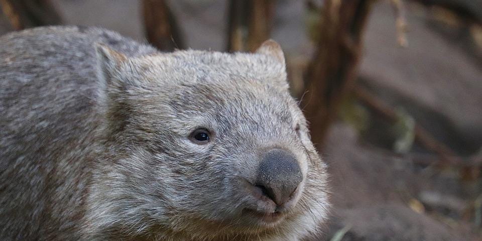 Australian wombats, saving their lives