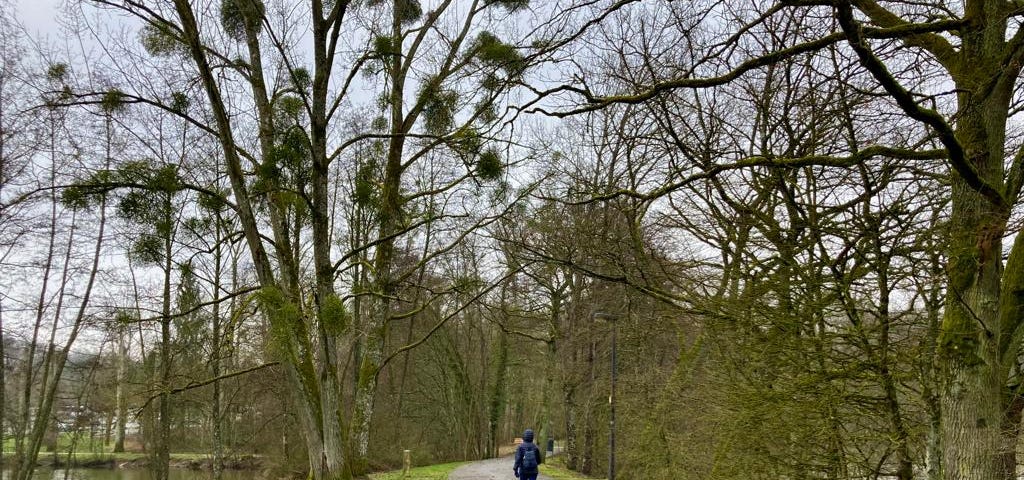 A person walking through a nature park.