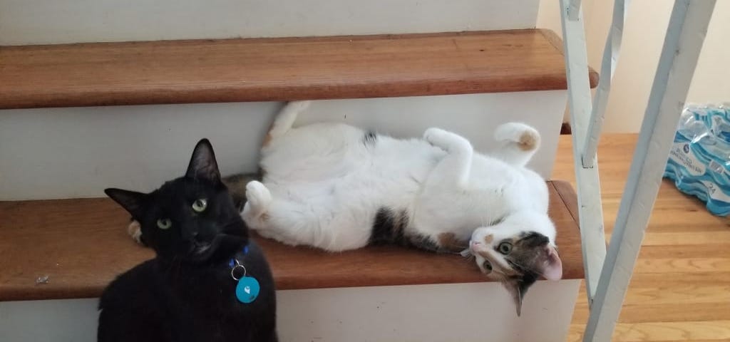 Two cats on a staircase, one black cat sitting, one calico laying with her white belly up