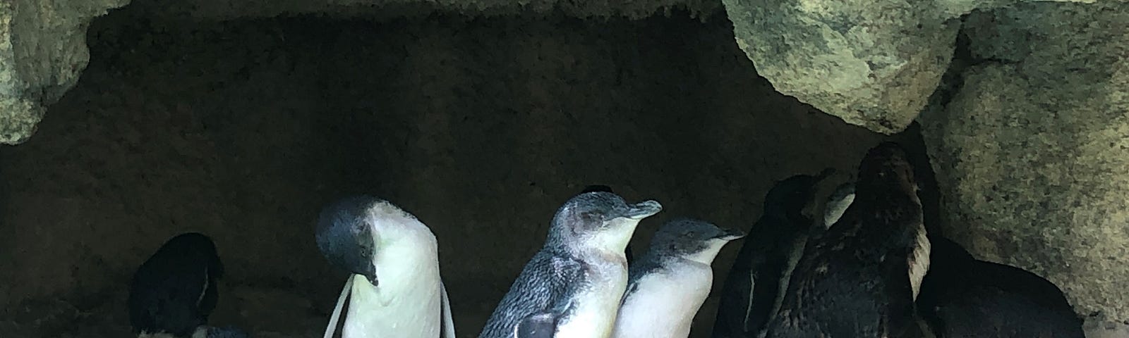 Penguins sheltering in manmade limestone cave