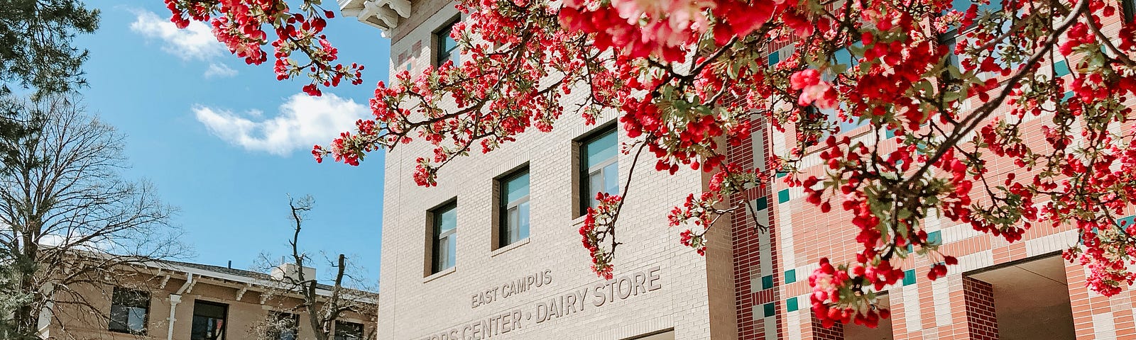 A pink flowering tree frames the entrance to the East Campus Dairy Store