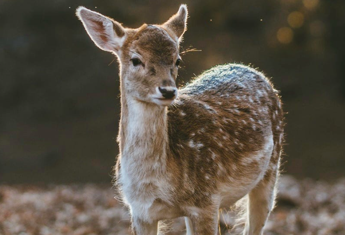Baby Deer in the Woods