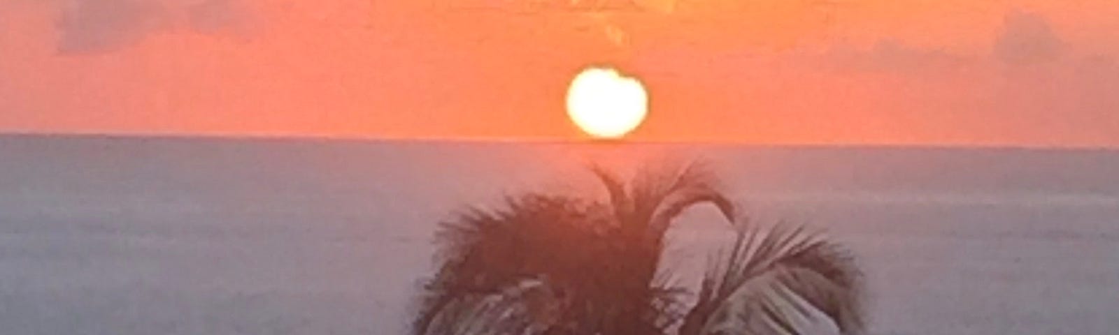 Sunset on Maui — full sun just above the ocean with palm tree in foreground