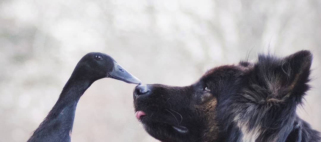 A black duck and a german shepherd dog touch beak to nose in a photograph of the two friends