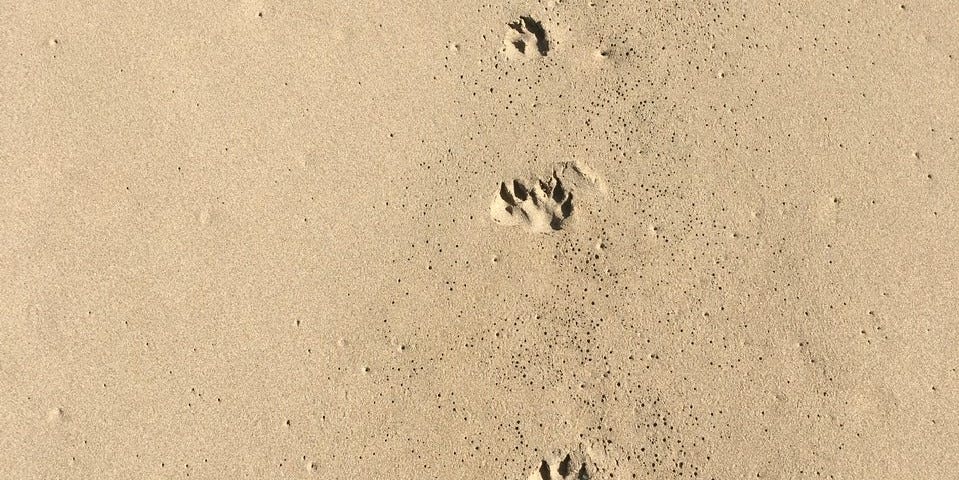 Footsteps on a beach.