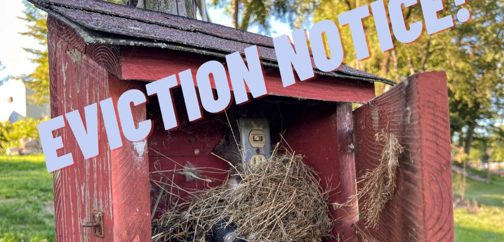 Bird nest inside old red wooden electrical box that reads, “Eviction Notice.”