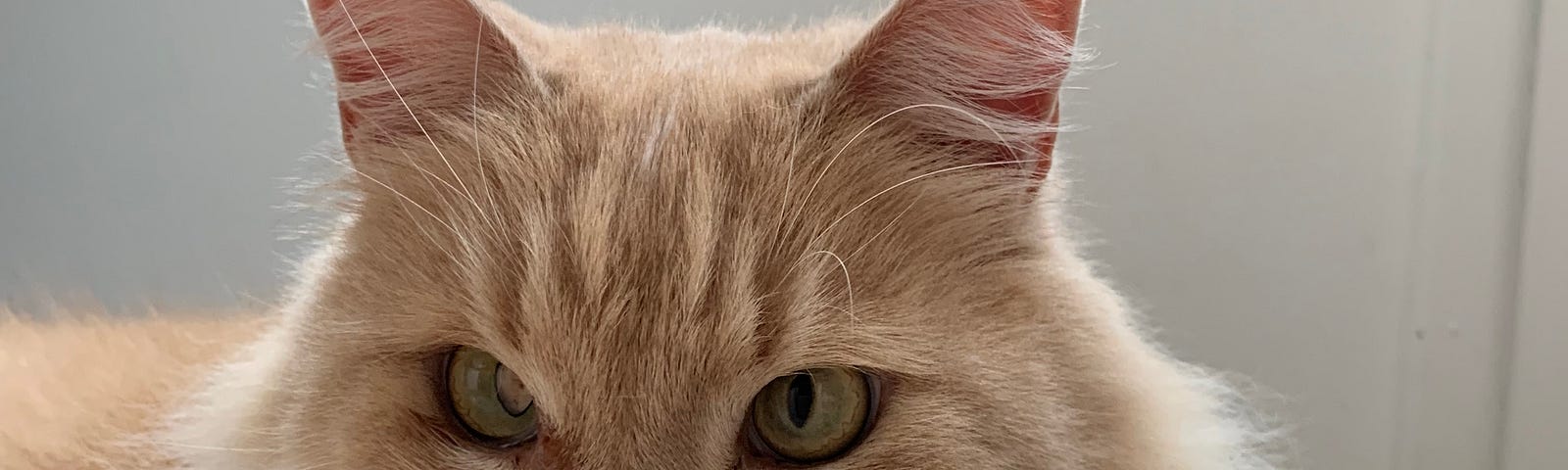 A ginger and white domestic longhair / maine coon cat.