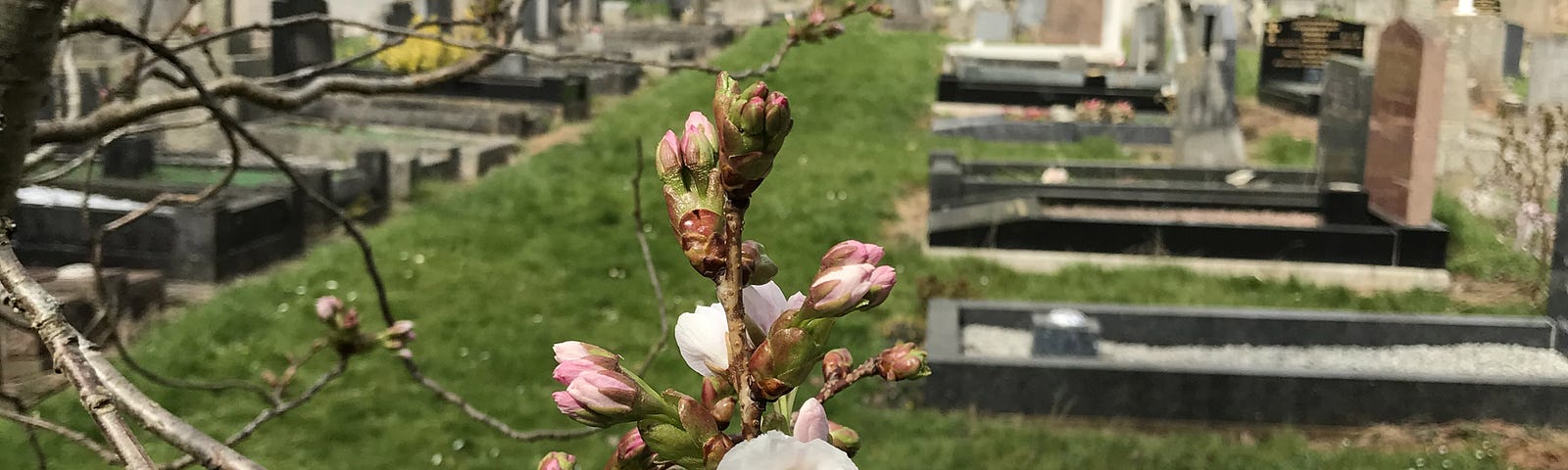 A single spray of cherry blossom in the foreground; gravestones in the background.