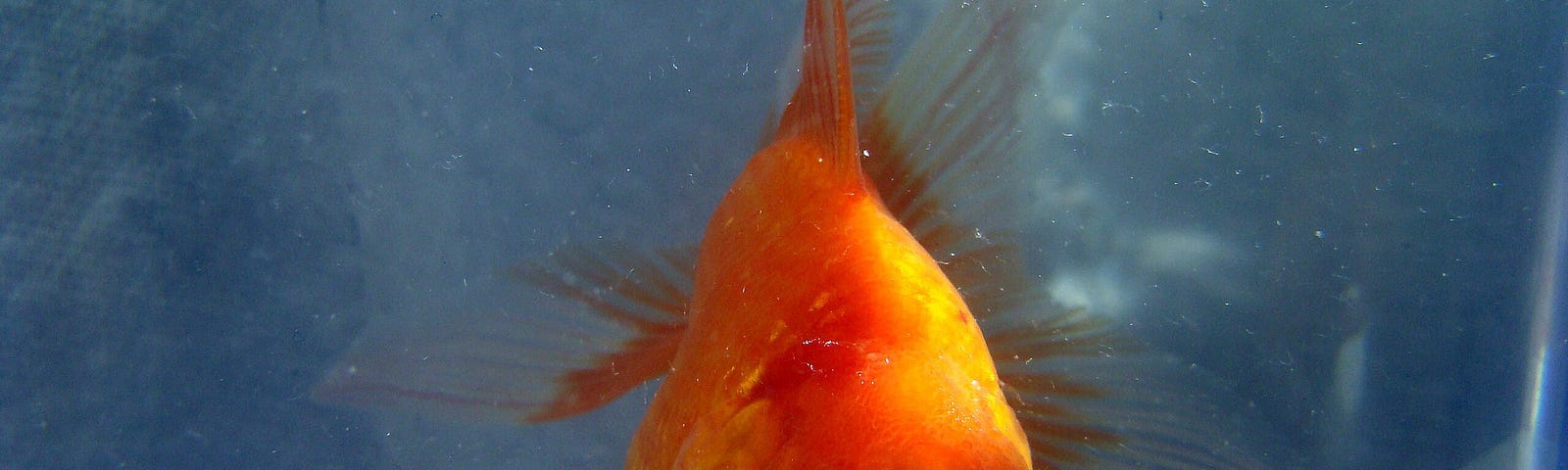 A goldfish, sucking it all in…