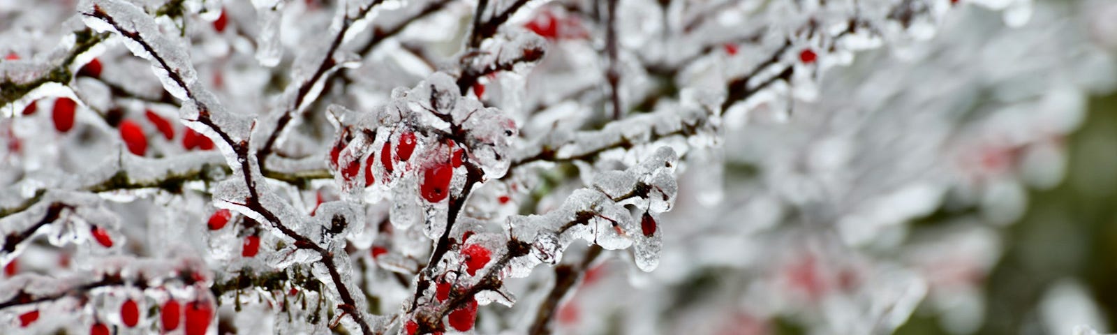 a bush with red berries covered in ice