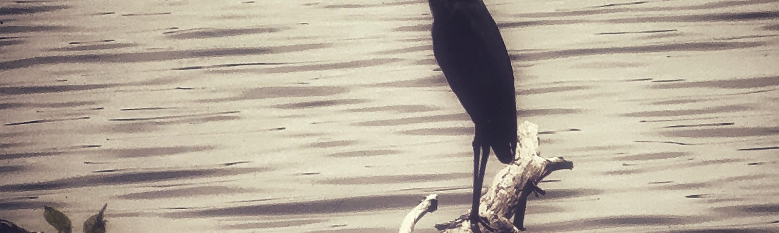 Vertical photo of a Great Blue Heron standing on a tree that fell into a body of water long ago. The heron is looking to the left and its long neck is extended up, with a slight curve shaped like a very slender, reversed “S”. The bird is almost entirely a silhouette, but there is some feather detail visible on it’s shoulder. The tree is positioned from the lower left corner to about the middle of the image and the heron is positioned in the middle of the image.