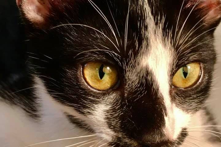 Bella, with beautiful eyes