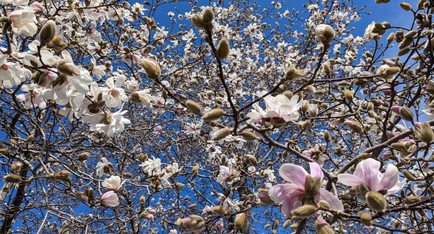 Blooming magnolias