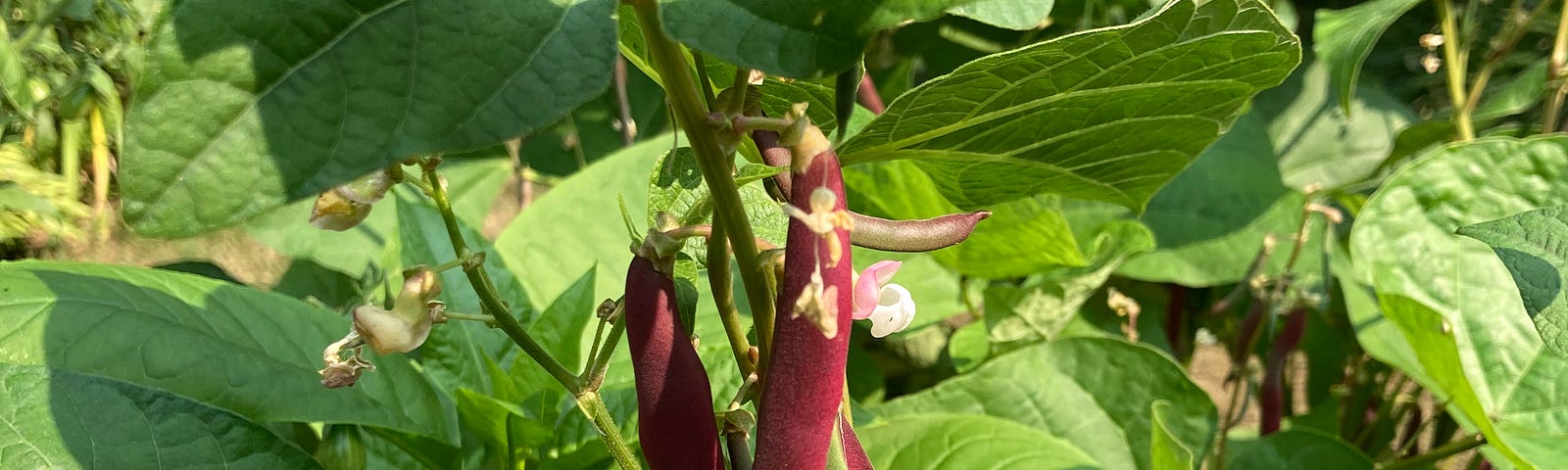 purple bush beans on the vine