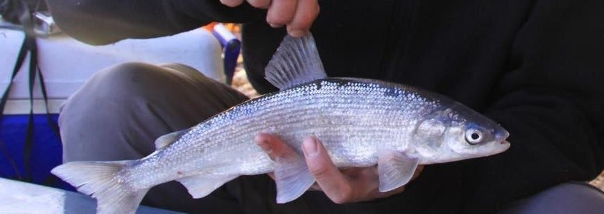 silvery fish in someone’s hands