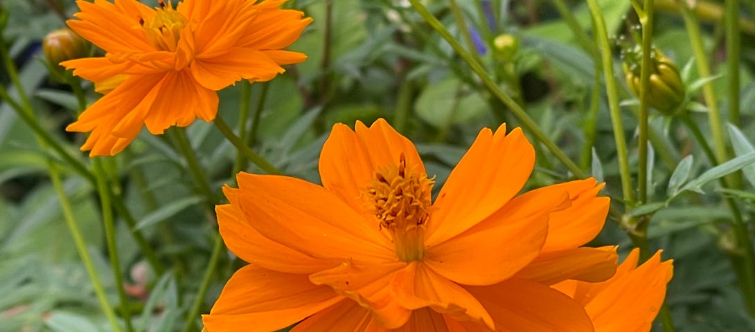 Orange coreopsis flowers