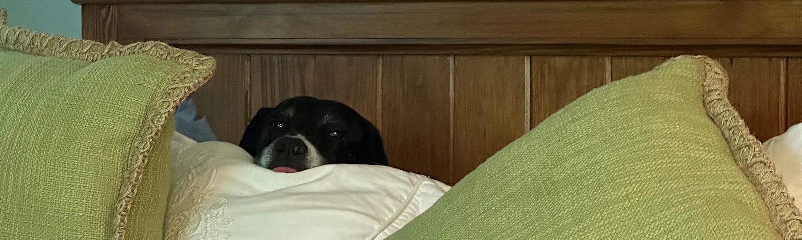 Dog peering over pillows in bed.