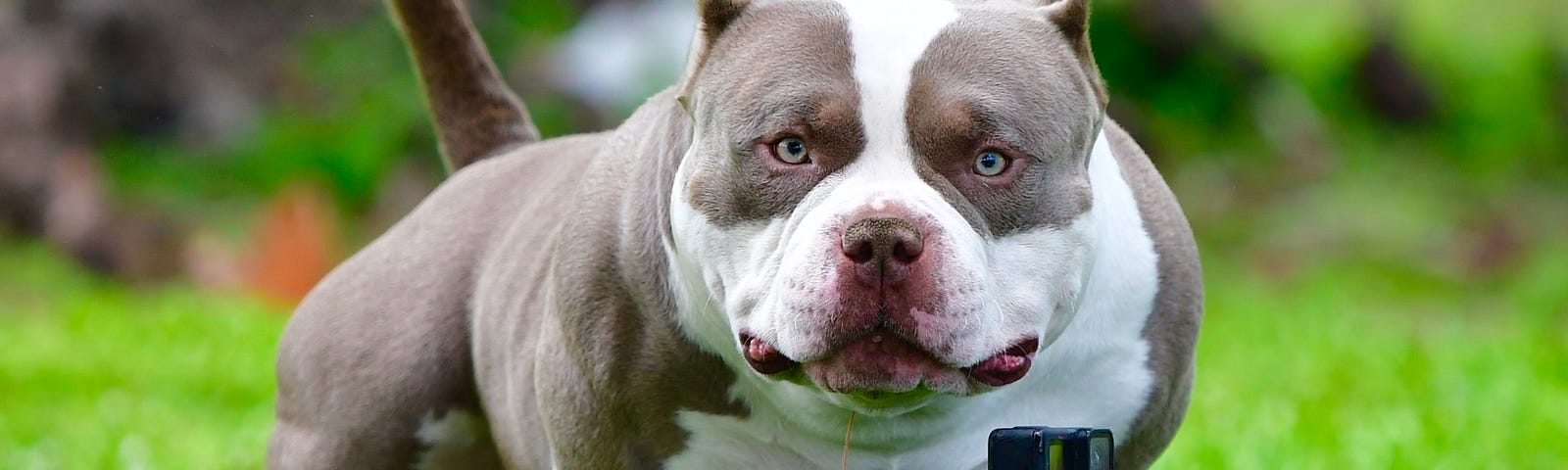 5 INCREDIBLE LILAC, CHOCOLATE, BLUE & BLACK TRI COLOR AMERICAN BULLY  PUPPIES — VENOMLINE