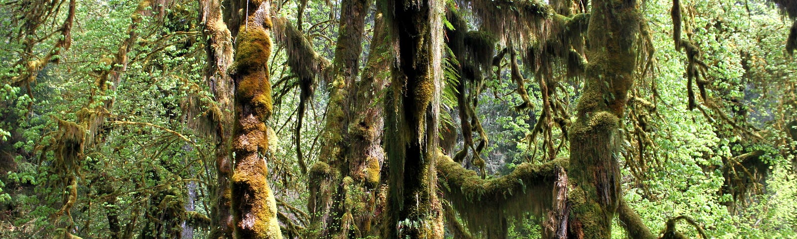 Large trees covered with moss