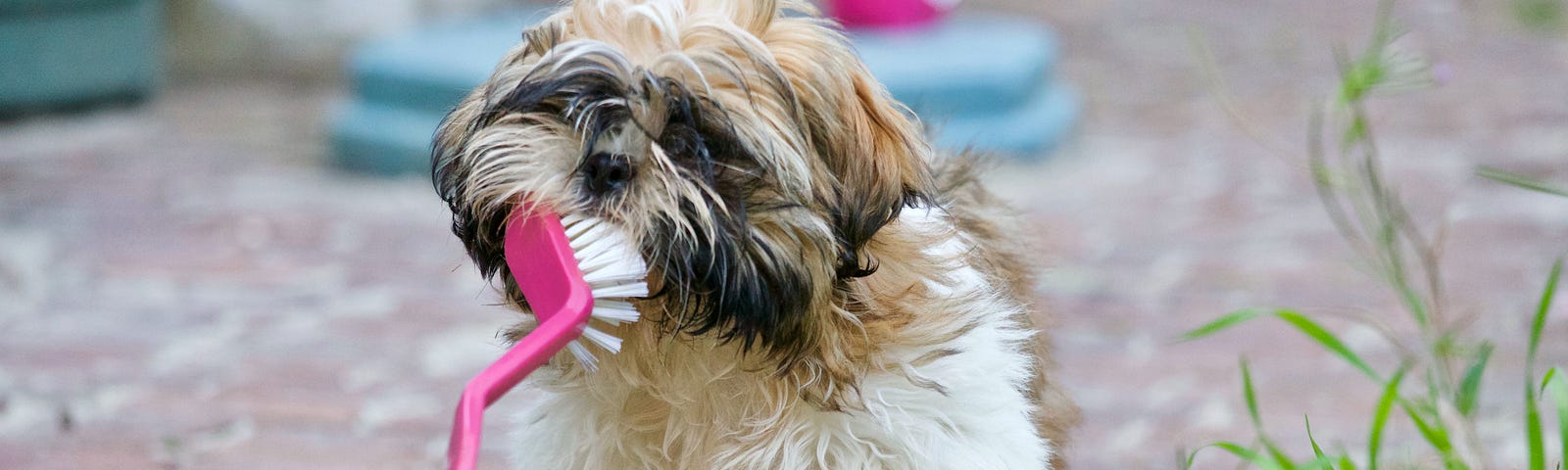 Brown and White Shih Tzu dog holding a dish washing brush in its mouth.