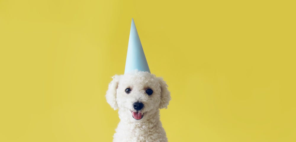A smiling dog in a blue cone hat sits against a bright yellow background.