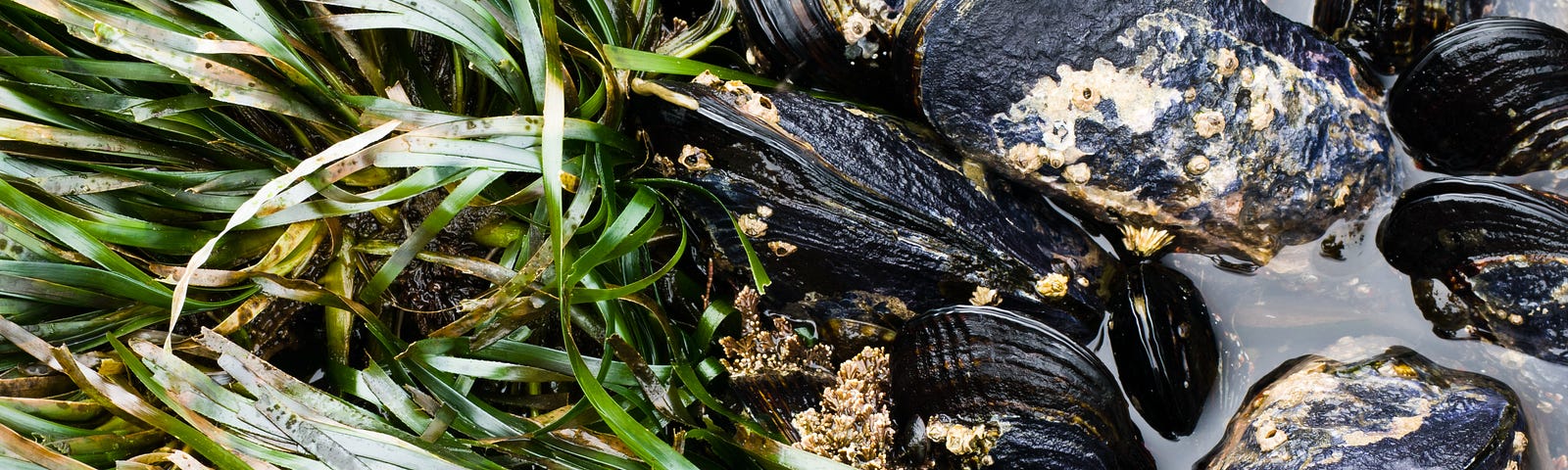 Close-up of mussels and eel grass in intertidal pool at a beach.