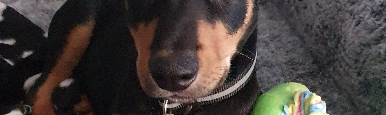 Adorable Kelpie Puppy Looking at camera