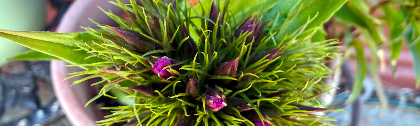 A close-up shot captures the intricate details of a spiky green plant, with small purple flowers peeking out from between its sharp leaves. The plant is set against a blurred background that suggests it might be situated in a garden or on a patio.