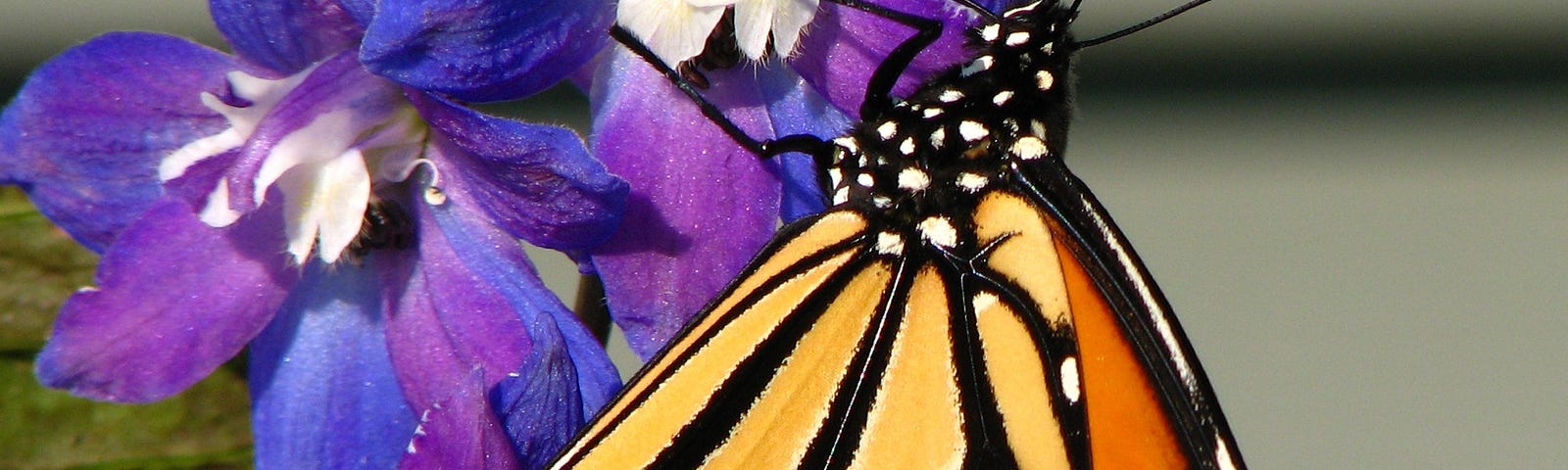 monarch butterfly on larkspur