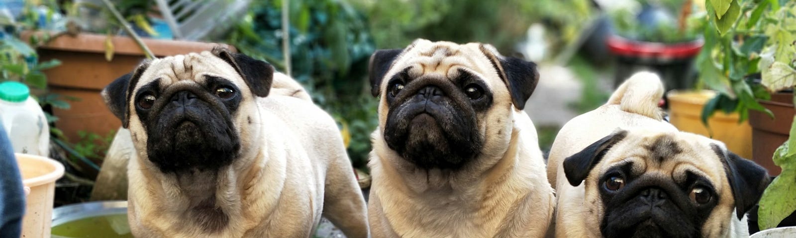 Three pug dogs, looking up, probably at their master.