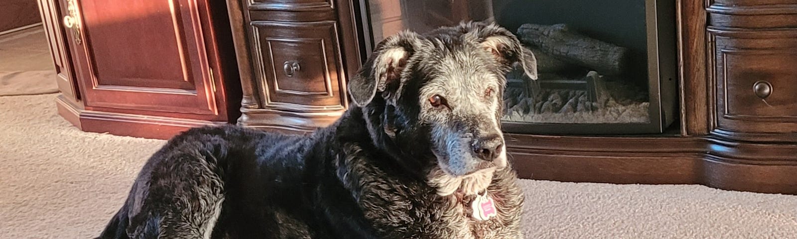 image of author’s dog, black and gray large dog lying down looking forward